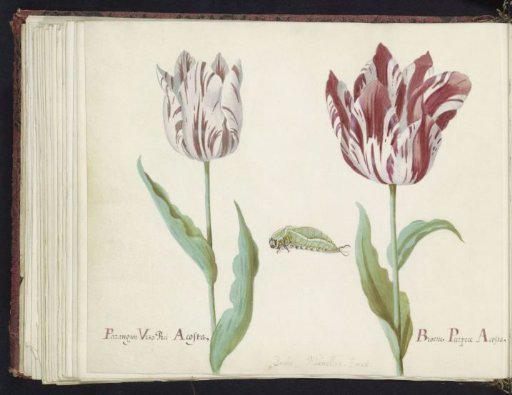 Two tulips with caterpillar