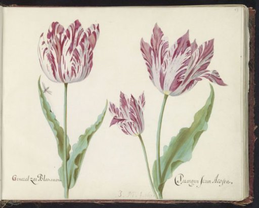 Three tulips with fly