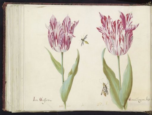 Two tulips with wasp and moth