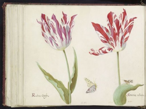 Two tulips with day and night butterfly