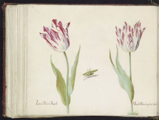 Two tulips with grasshopper