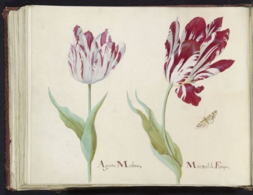 Two tulips with butterfly