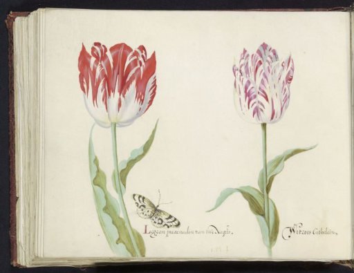 Two tulips with butterfly