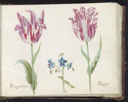 Two tulips with unknown flowering plant