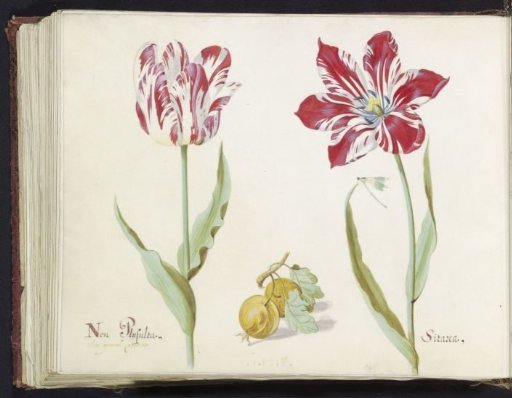 Two tulips with two yellow fruits