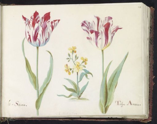 Two tulips with a plant from the mustard family