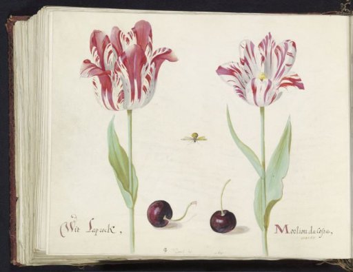 Two tulips with two cherries and a bee