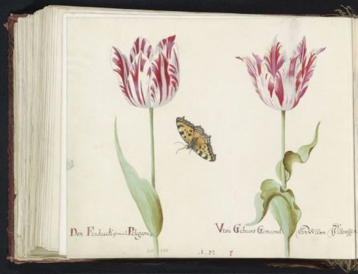 Two tulips with a small fox