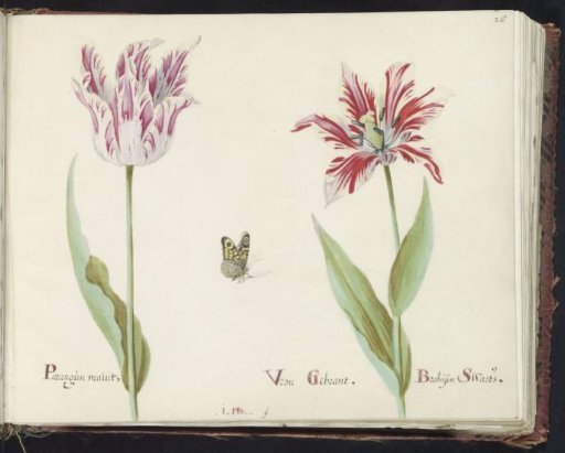Two tulips with a butterfly