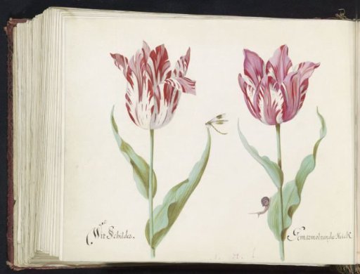 Two Tulips with a Dragonfly and a Snail