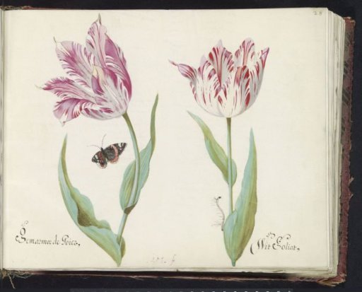 Two Tulips with an Atalanta and a Caterpillar