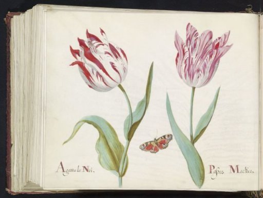 Two Tulips with a Peacock Butterfly