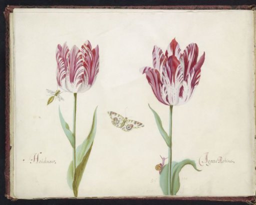 Two Tulips with Wasp, Butterfly and Snail