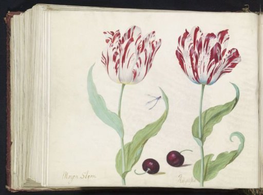 Two Tulips with Two Cherries and a Dragonfly