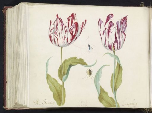 Two Tulips with a Spider and a Fly in a Spiderweb