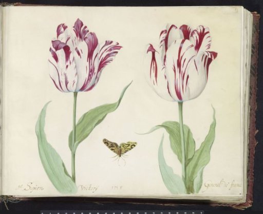 Two Tulips with a Butterfly