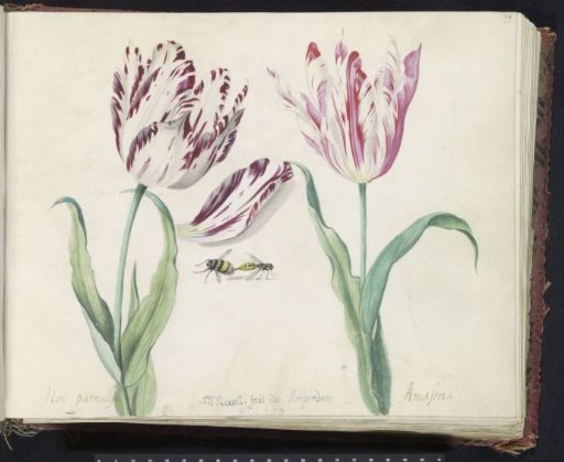 Two Tulips with a Bumblebee and a Wasp