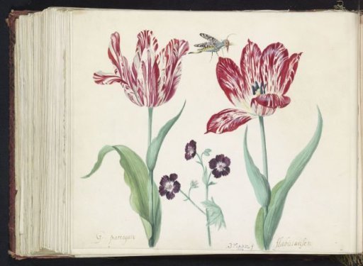 Two tulips with a bird's-beak flower and an insect