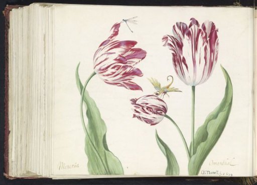 Three tulips with a dragonfly and another insect