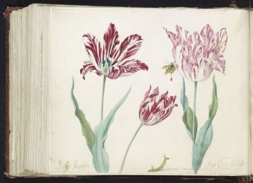 Three tulips with a caterpillar and a butterfly