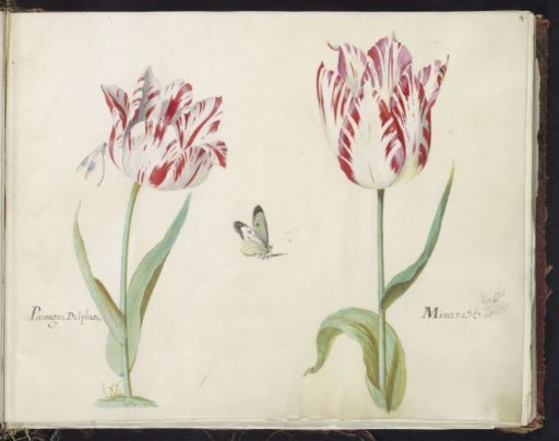 Two Tulips with Dragonfly and Peacock Butterfly
