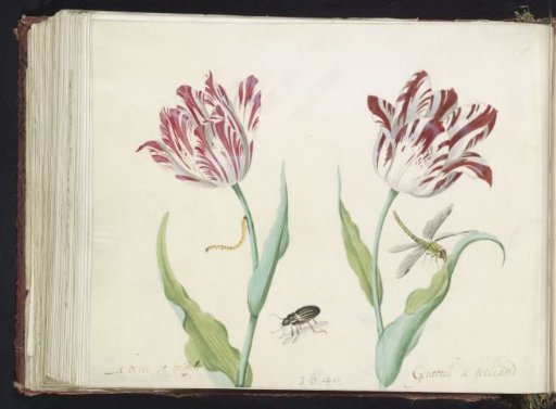 Two tulips with a beetle, caterpillar, and dragonfly