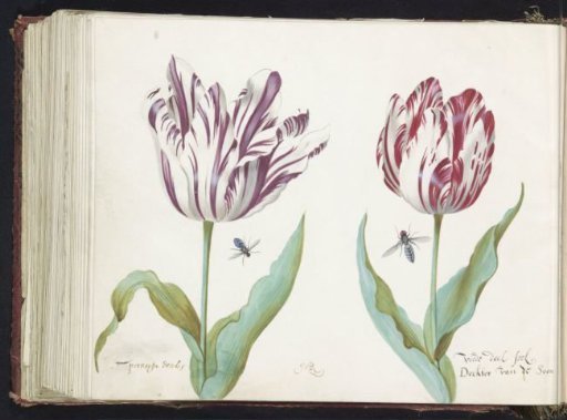 Two tulips with two flies