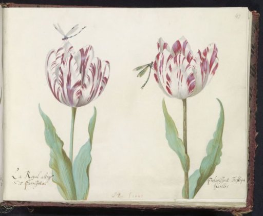 Two tulips with two dragonflies