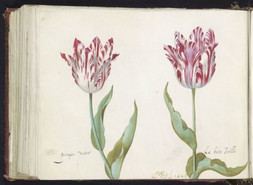 Two tulips
