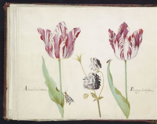 Two Tulips with Aquilegia, Moth and Beetle