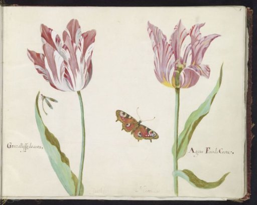 Two Tulips with Dragonfly and Peacock Butterfly