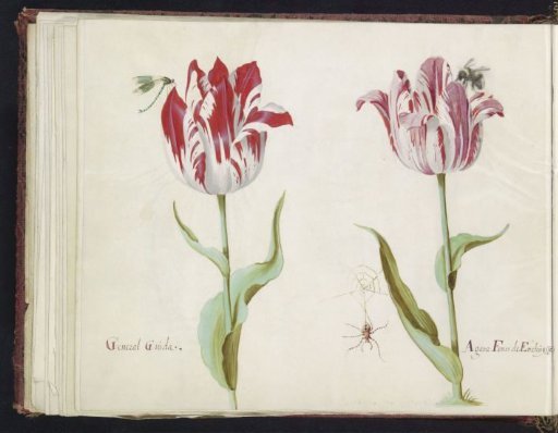 Two Tulips with Dragonfly, Spider, and Bumblebee