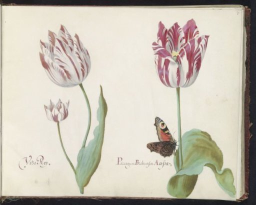 Three Tulips with Peacock Butterfly