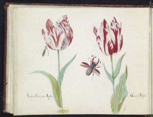 Two Tulips with Flying Stag Beetle