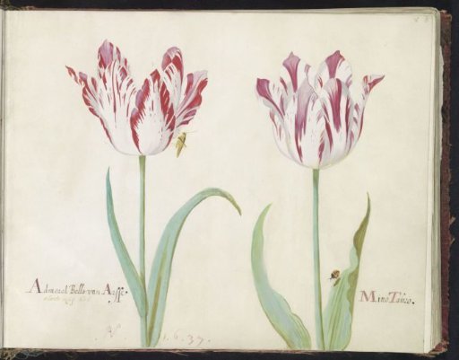 Two Tulips with Grasshopper and Ladybug