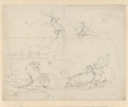 Studies of fighting roosters and hens