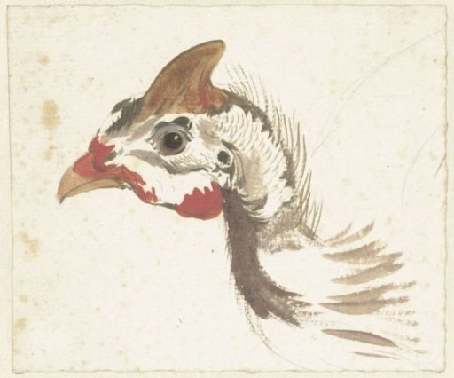 Head of a Helmeted Guineafowl