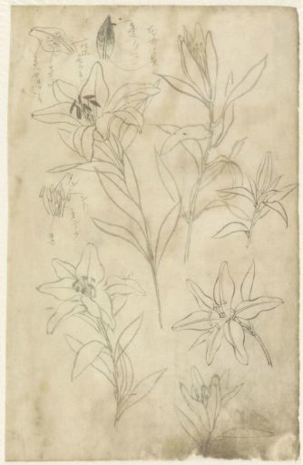 Sketch sheet with lilies