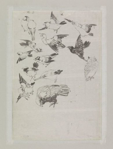 Sketch sheet with bird studies