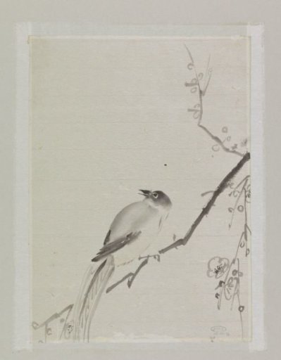 Bird on a branch of a cherry tree