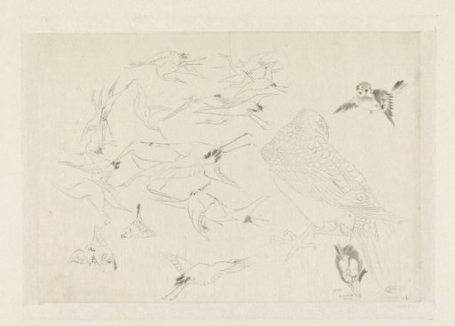 Bird studies