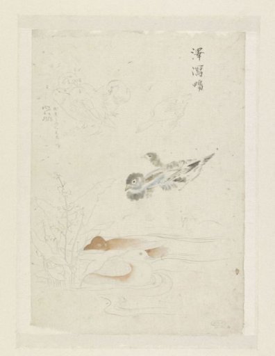 Waterfowl