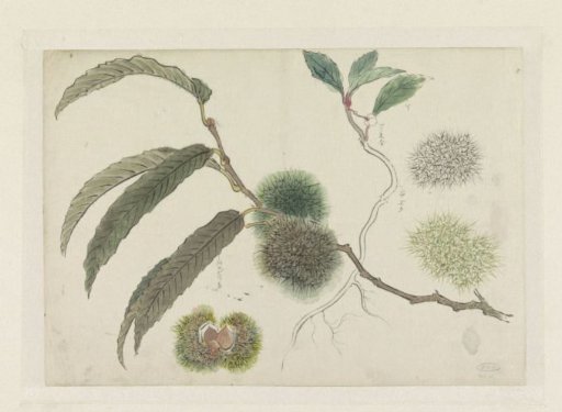 Chestnuts on a branch
