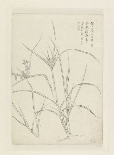 Reeds