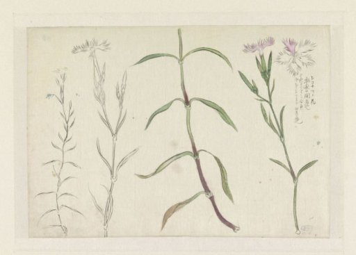 Sketch sheet with studies of a wild carnation