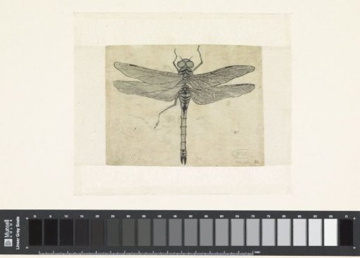 Dragonfly