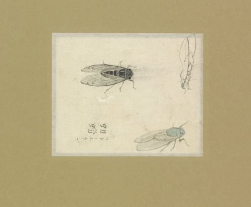 Three studies of flies
