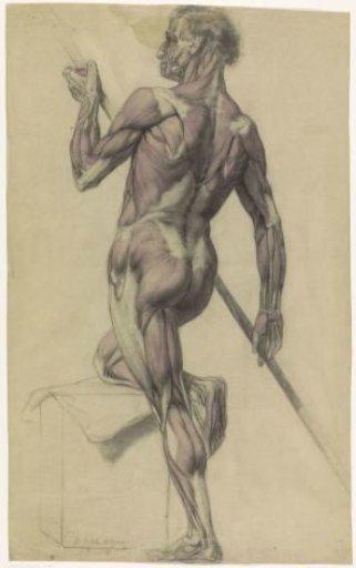 Anatomical Study of a Male Body
