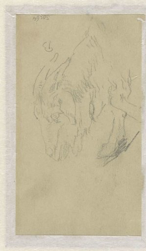Head of a goat