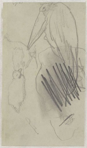 Sketches of birds